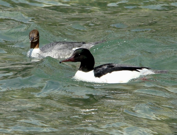 goosander